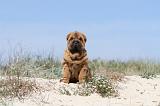 SHAR-PEI 127